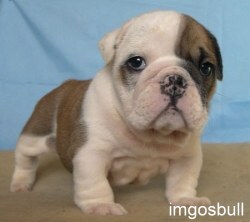 English bulldog Imgosbull Euphoria