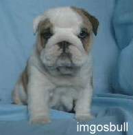 Bulldog IMGOSBULL Ptichka Pevchaya