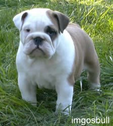 English bulldog Imgosbull Sheba's Queen