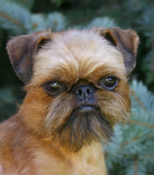 Bruxellois griffon Imgosbull You Are Perfection