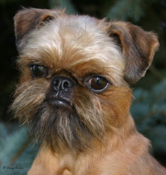 Bruxellois griffon Imgosbull You Are Perfection 