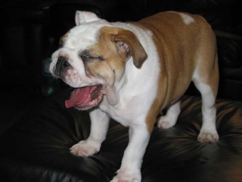 Bulldog Imgosbull Ptichka Pevchaya
