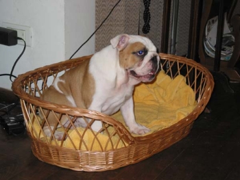 Bulldog Imgosbull Ptichka Pevchaya