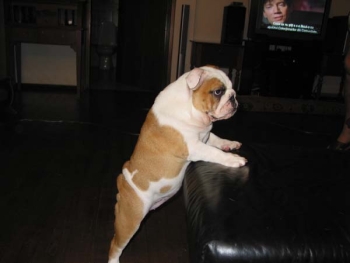 Bulldog Imgosbull Ptichka Pevchaya