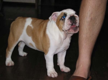 Bulldog Imgosbull Ptichka Pevchaya