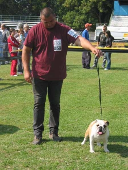 Bulldog Imgosbull Ptichka Pevchaya