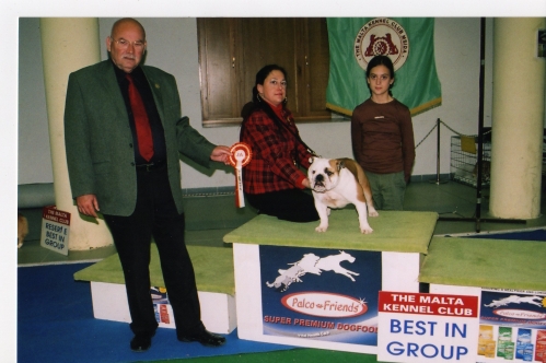 Bulldog Sheba's Qeen